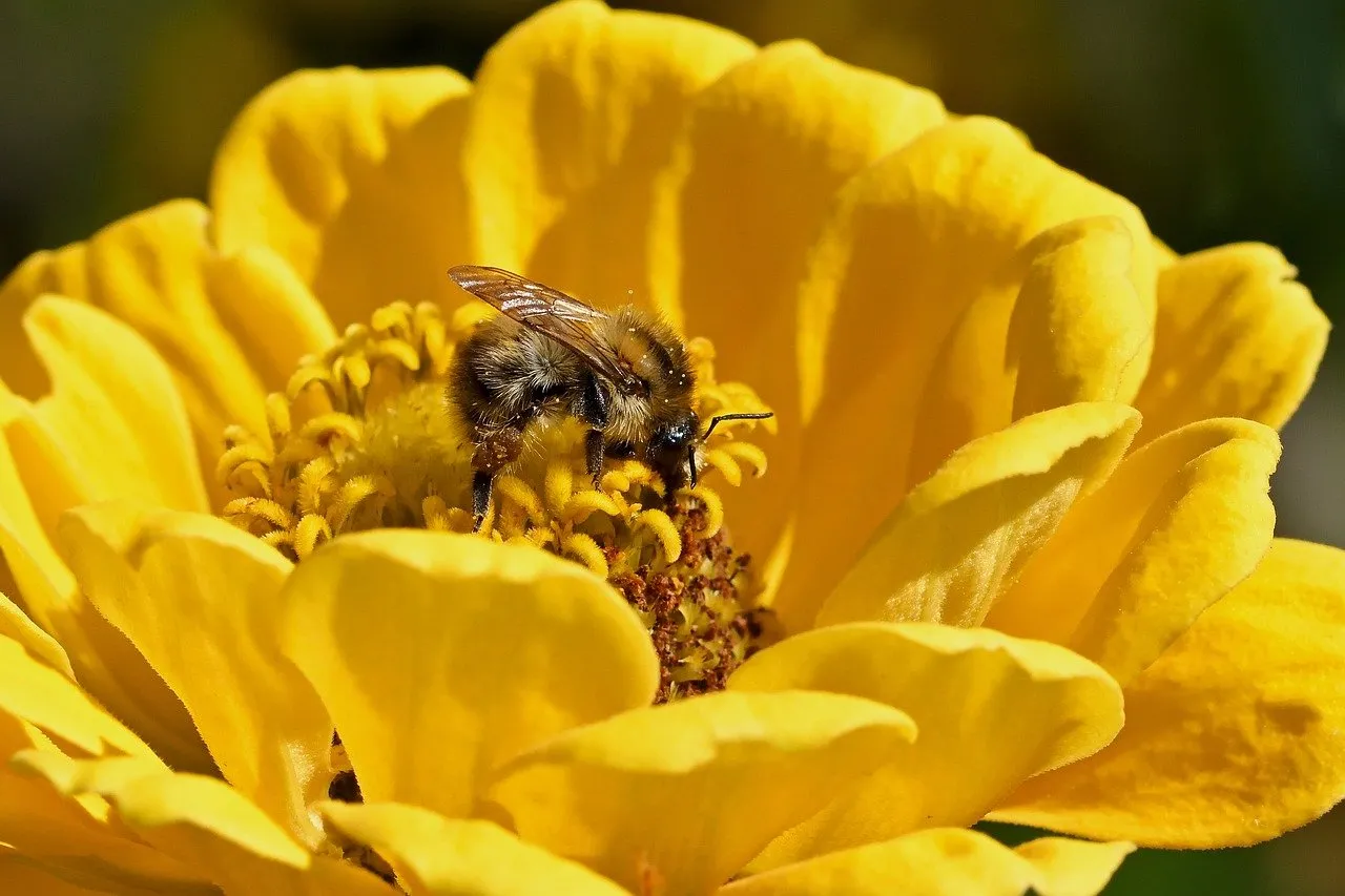 Vibrant Zinnia: A Bee's Nectar Oasis
