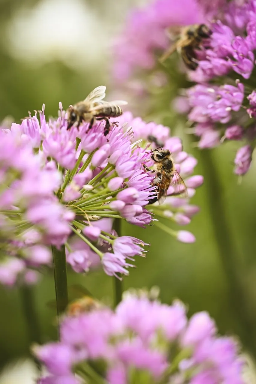 Vibrant Spring: Honeybees Buzzing on Purple Allium Flowers