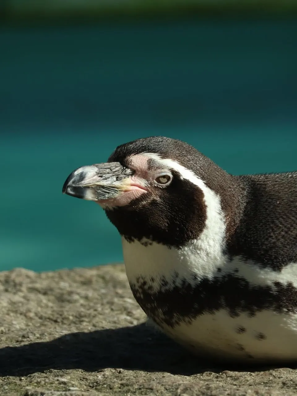 Captivating Humboldt Penguin Profile in Sunlight