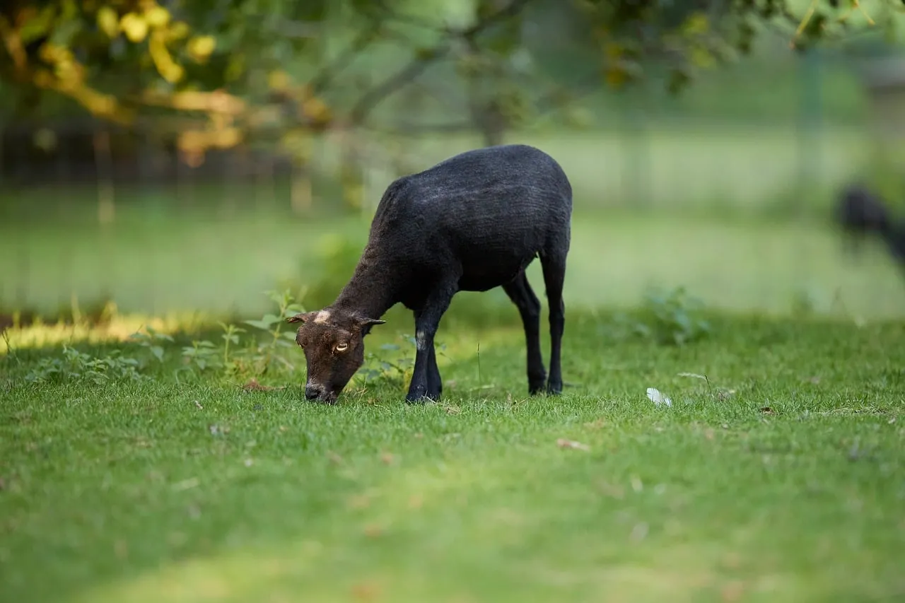 Serene Black Sheep Grazing in Lush Summer Pasture