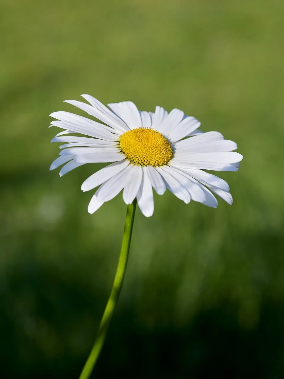 Vibrant Daisy Blossom: A Symbol of Spring's Purity
