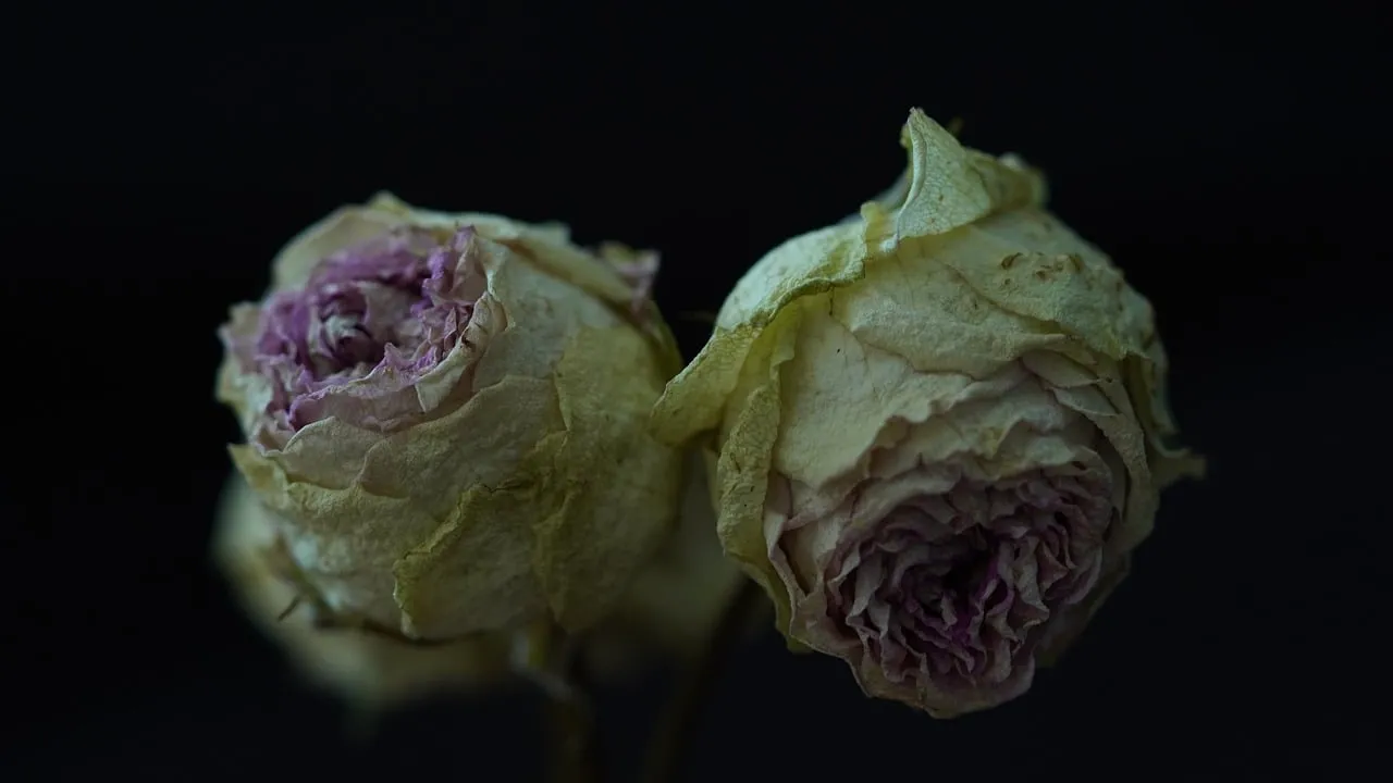 Hauntingly Beautiful Dried Roses: A Glimpse into Noble Decay