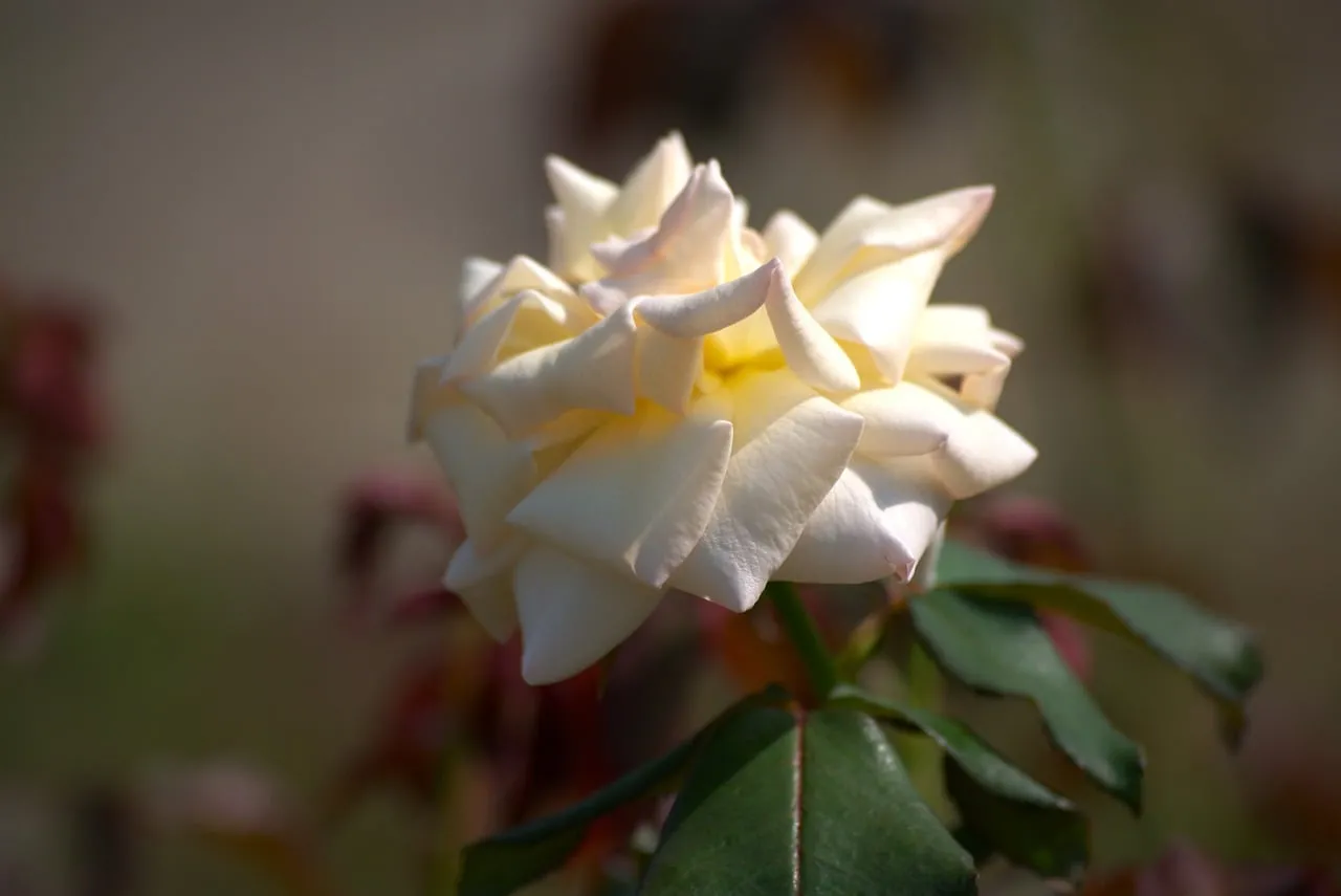 Stunning White Rose: Elegant Floral Bloom Background