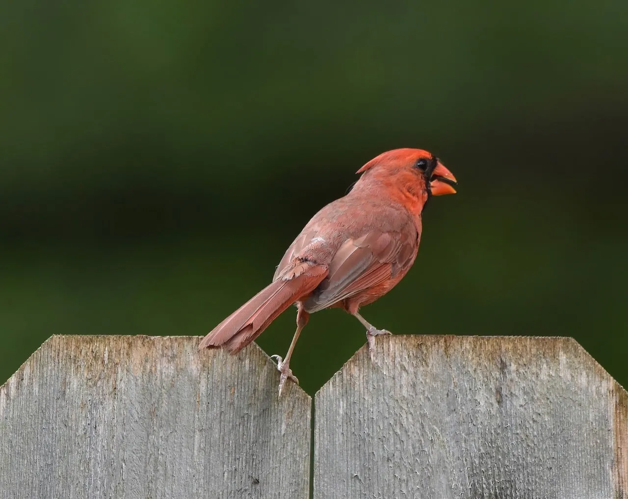 Vibrant Red Cardinal Perched on a Weathered Garden Fence