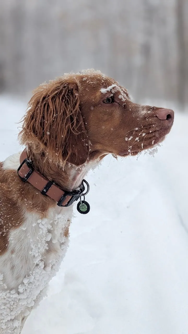 Winter Wonderland Companion: A Brittany Spaniel in Snow