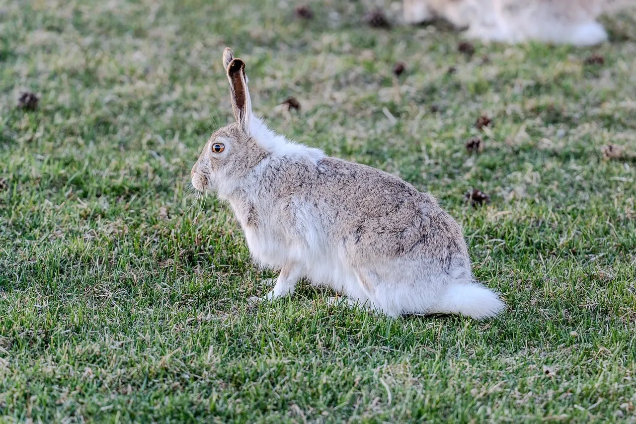 Enchanting European Hare: A Glimpse of Wild Nature