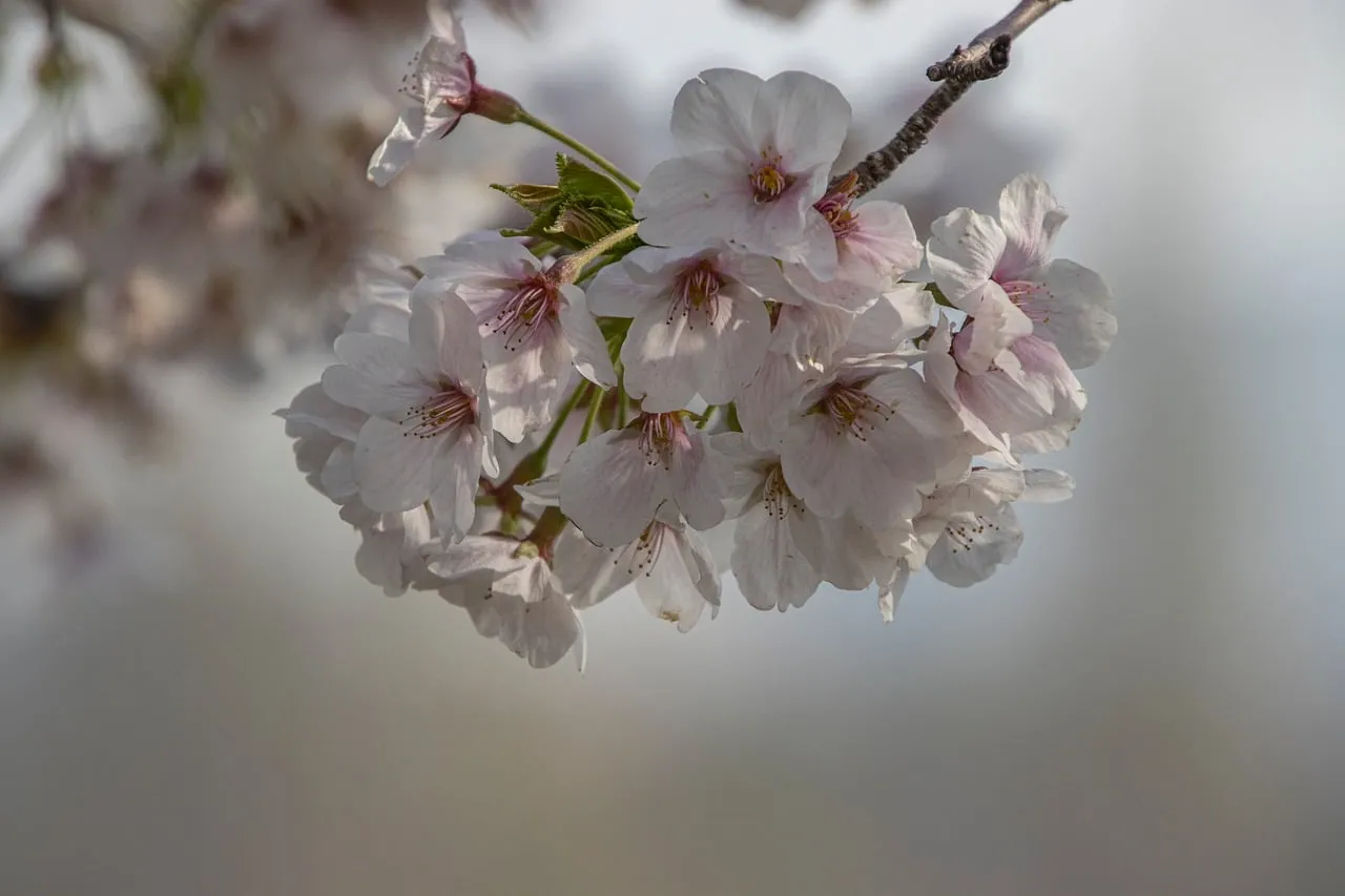 Enchanting Sakura Bloom: A Glimpse of Spring's Poetic Beauty