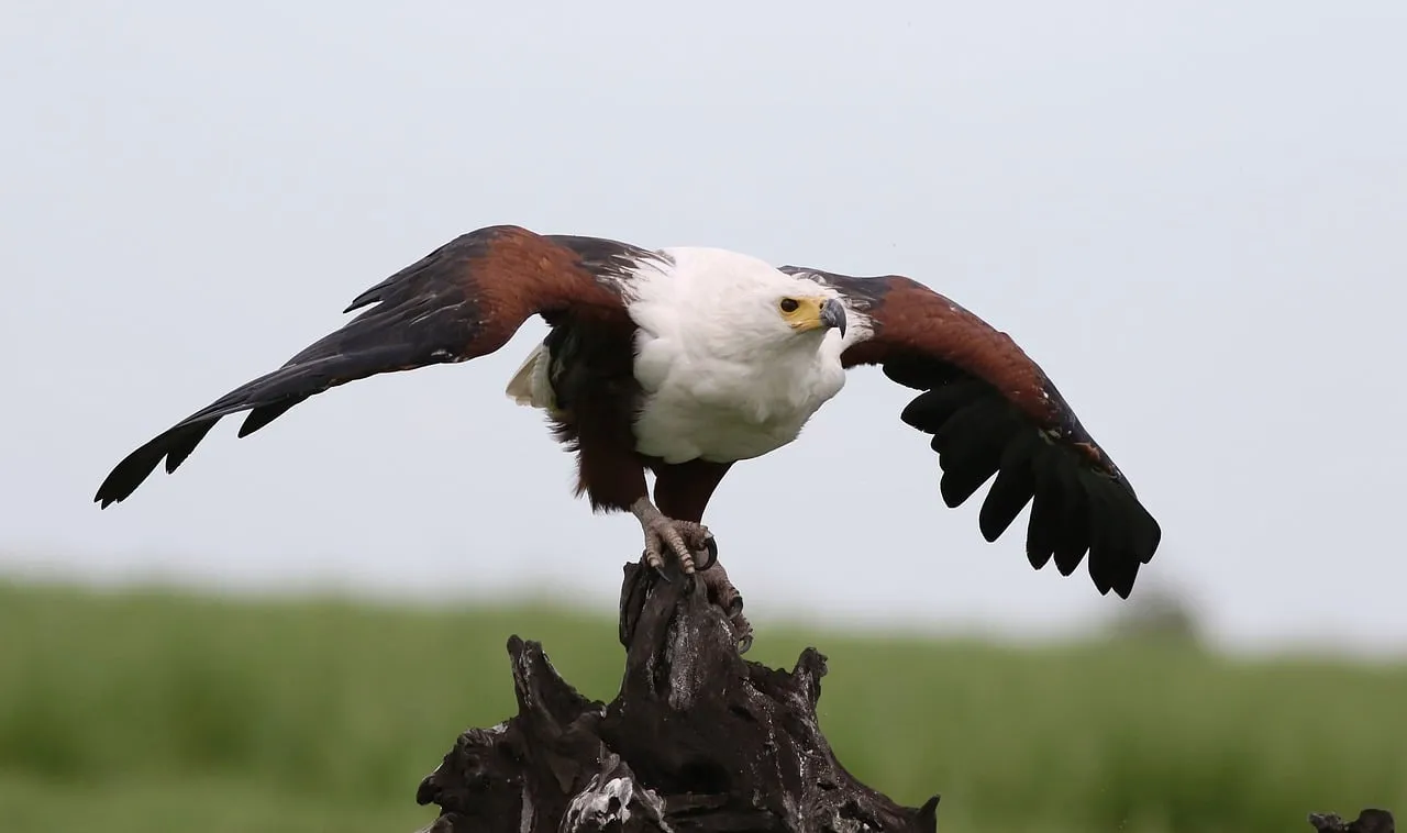 Majestic African Fish Eagle: Nature's Fierce Predator