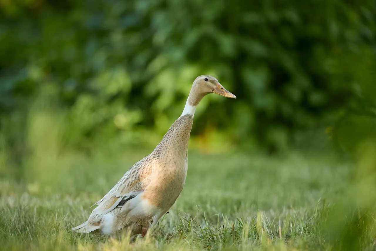 Elegant Fawn Indian Runner Duck Strolling Peacefully