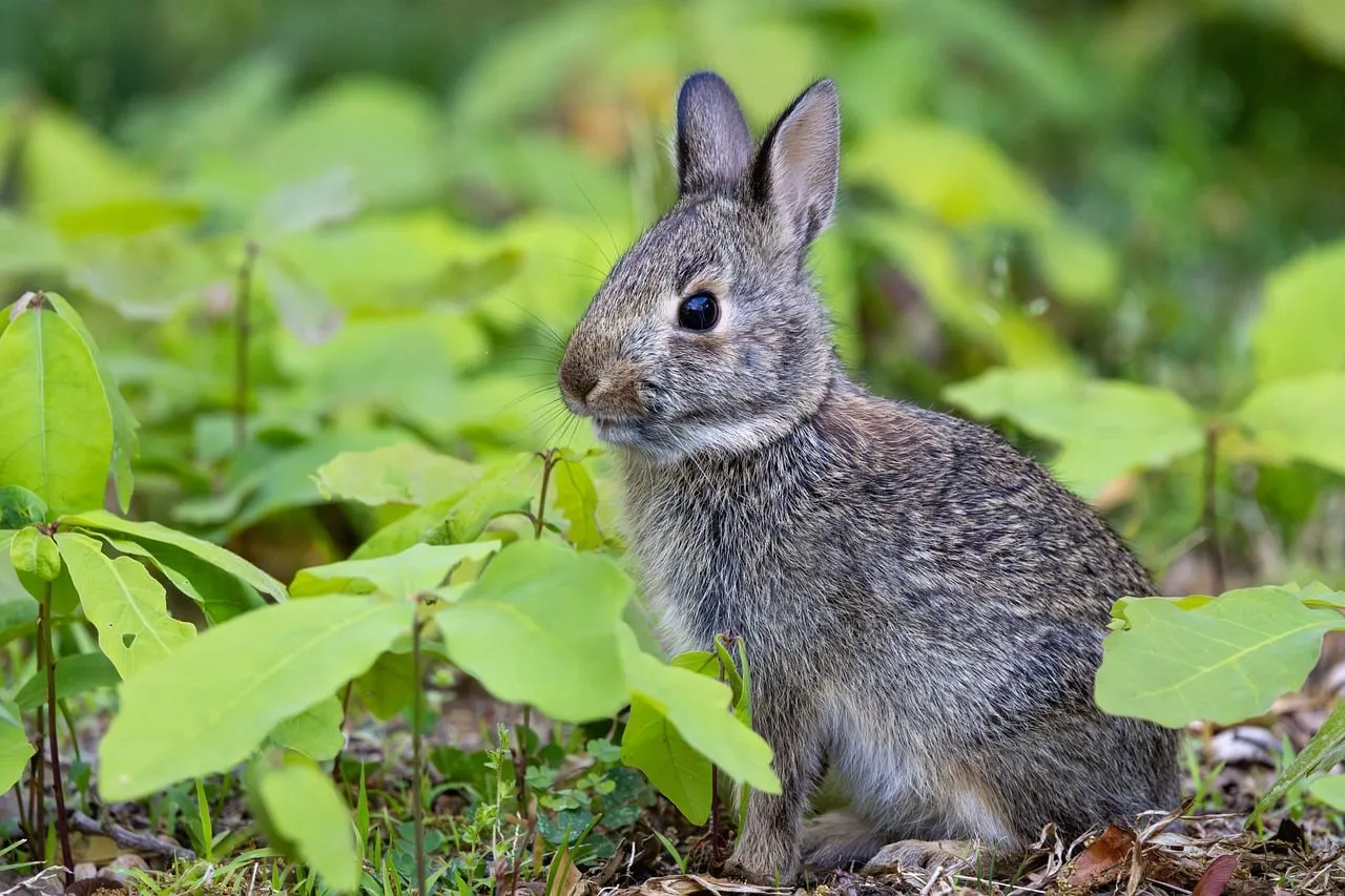 Enchanting Baby Rabbit Surveys Spring's Lush Undergrowth