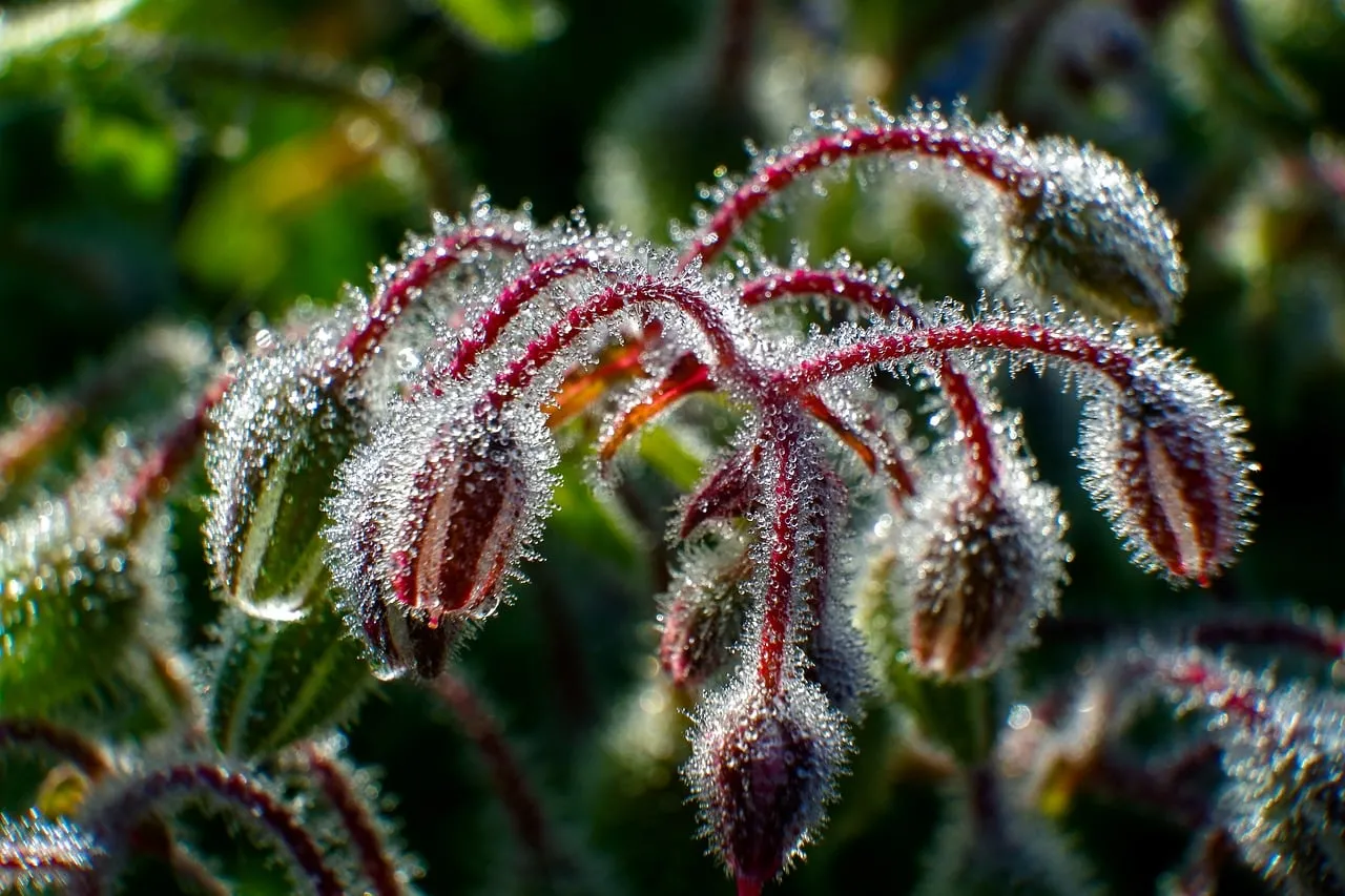 Sparkling Morning Dew on Delicate Borage Blooms