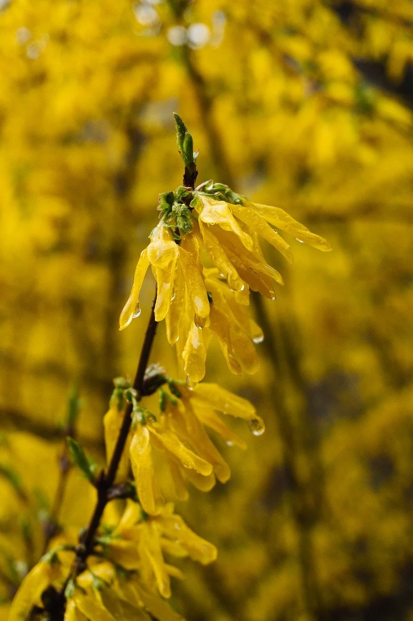 Vibrant Yellow Forsythia Blooms Drenched in Raindrops