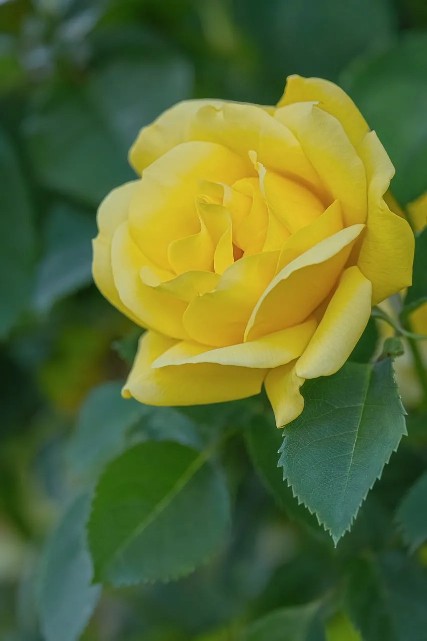 Vibrant Yellow Rose: A Close-Up of Nature's Beauty