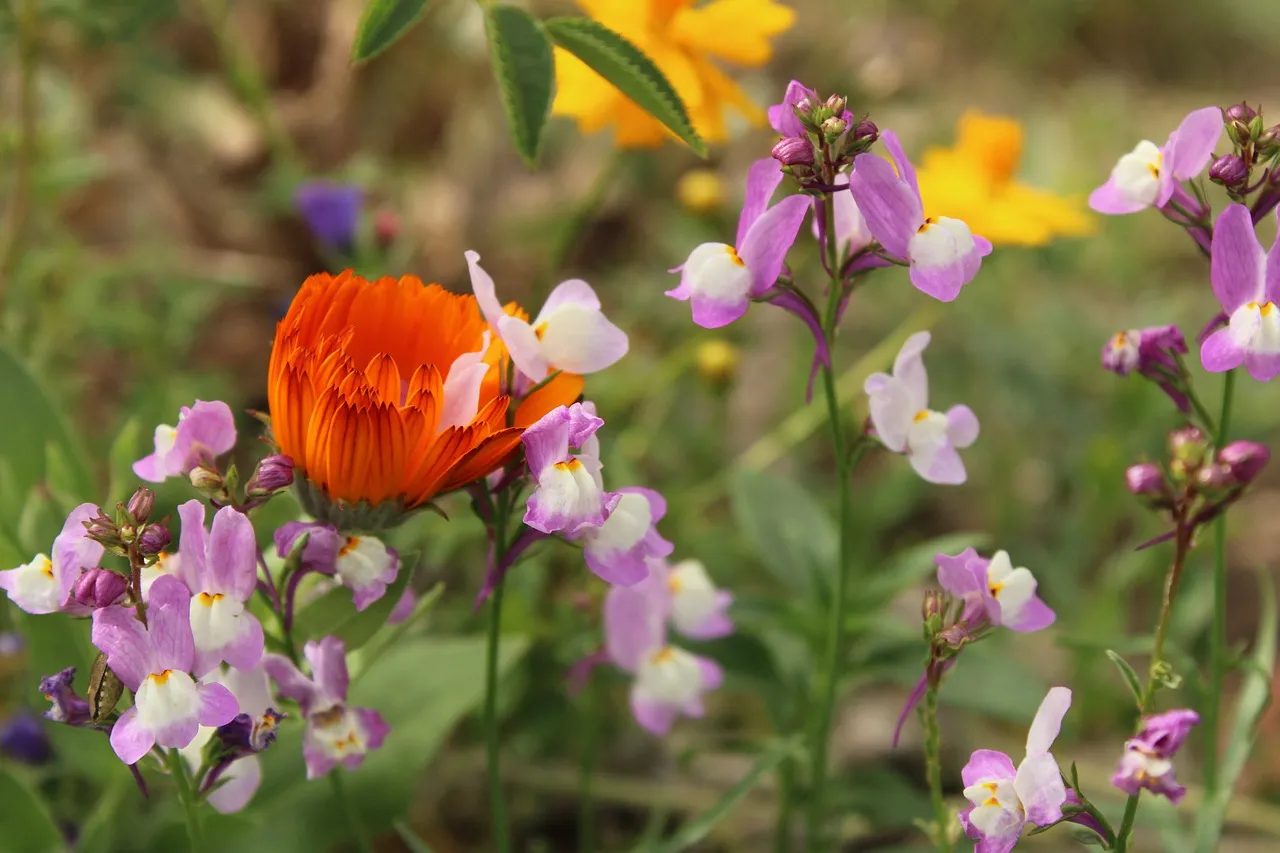 Vibrant Spring Bloom: A Kaleidoscope of Wildflowers