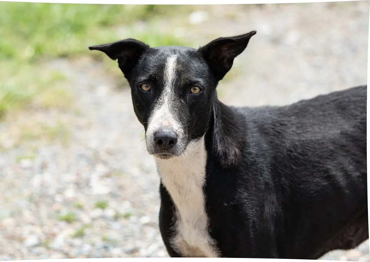 Heart-Touching Portrait: Resilient Stray Dog's Gaze