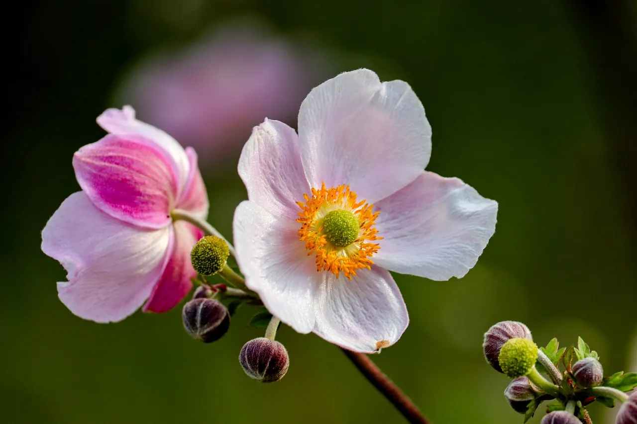 Enchanting Autumn Anemone: Delicate Blooms & Unfurling Buds