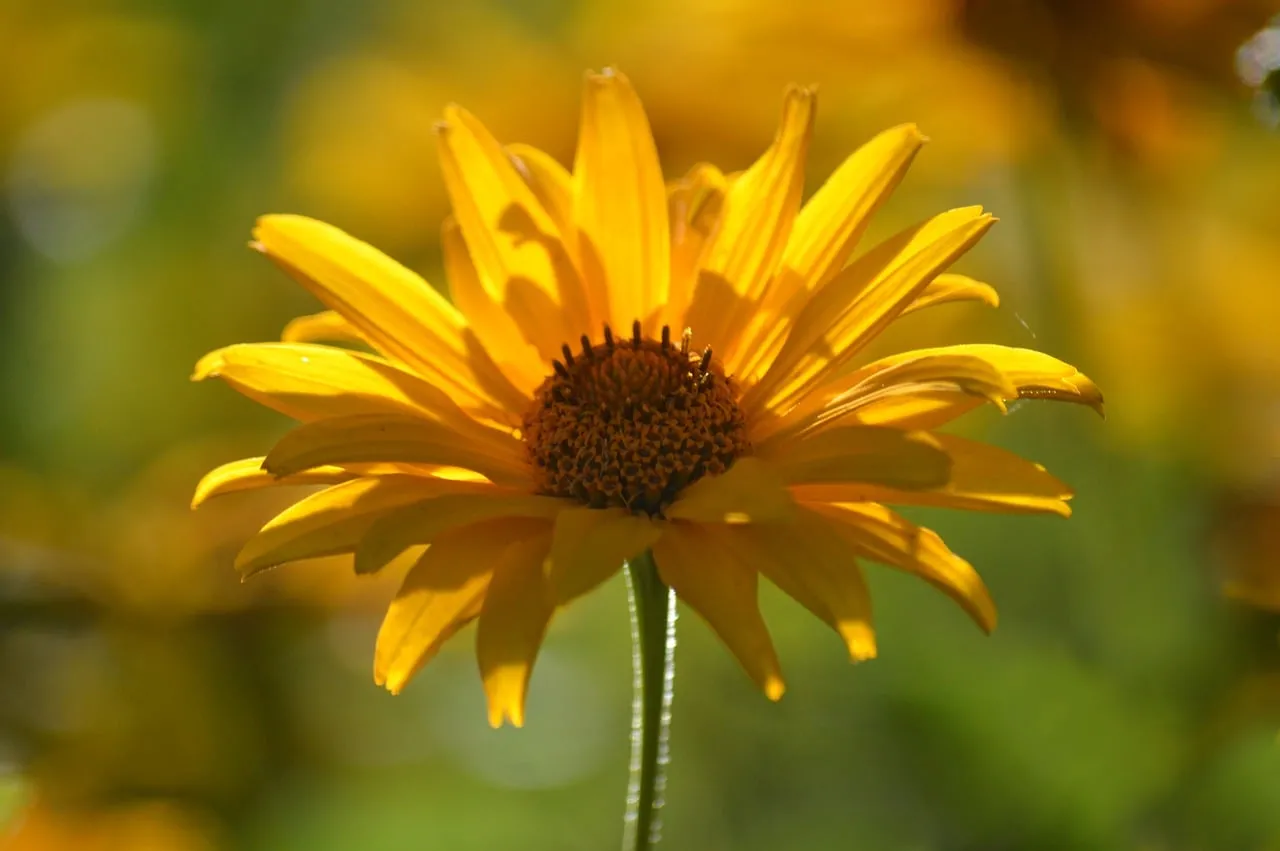 Vibrant Yellow Heliopsis: A Summer Garden's Golden Delight