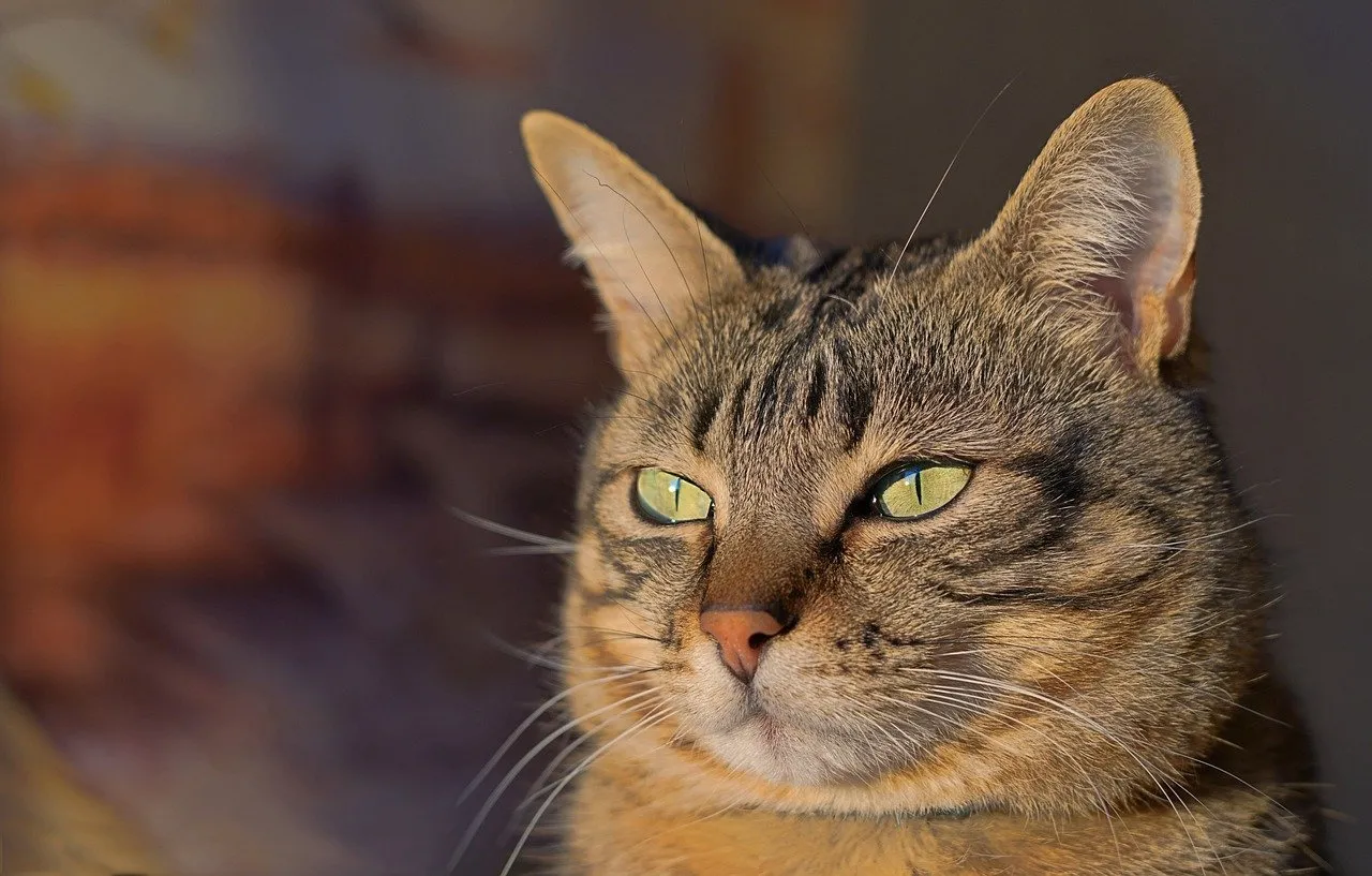 Captivating Green-Eyed Tabby: Alert Gaze in Golden Sunlight