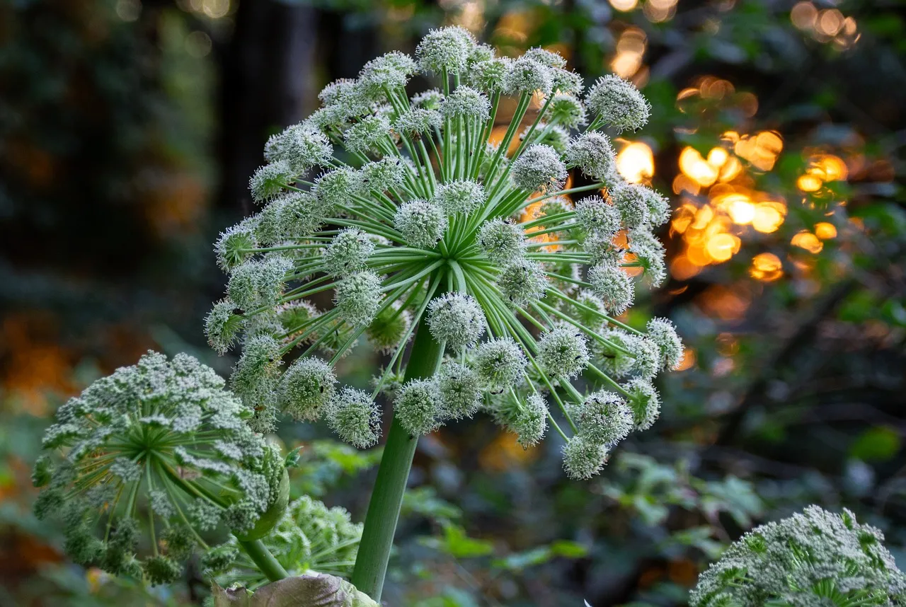 Enchanting Angelica Bloom at Golden Sunset