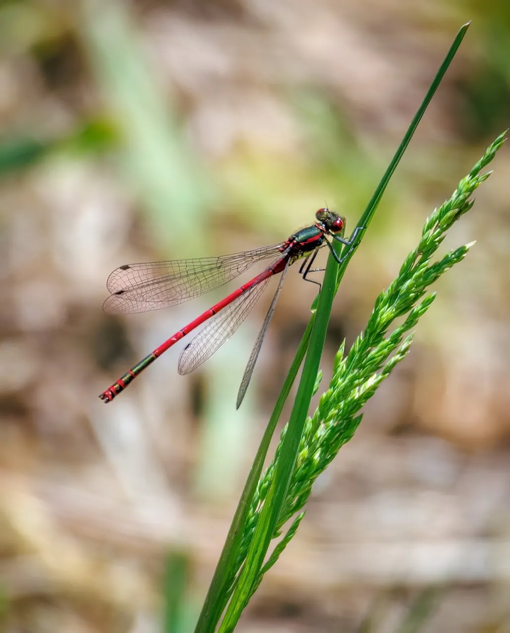 Vibrant Red Dragonfly Perched on Green Grass Blade