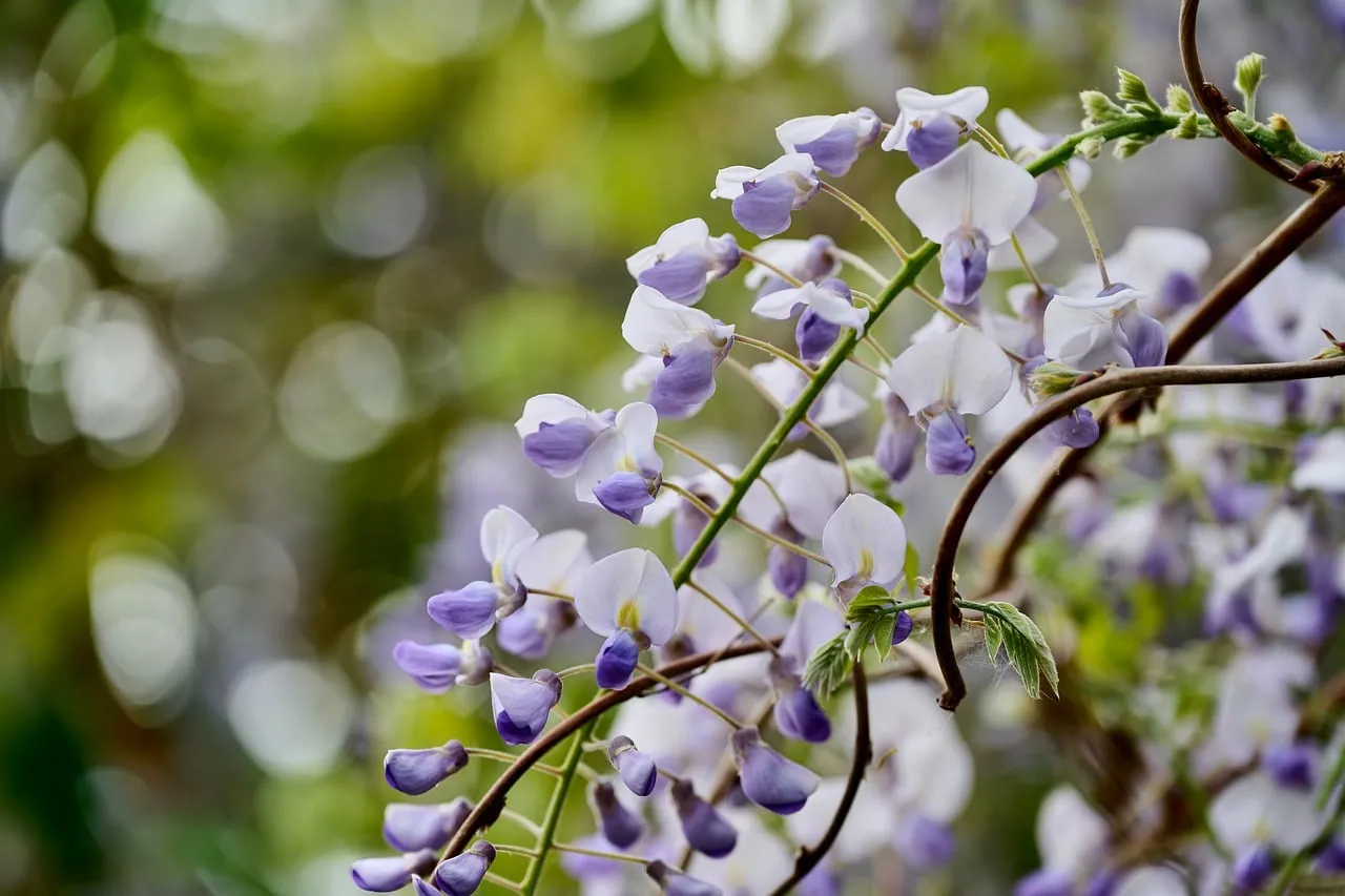 Delicate Lilac Wisteria Blossom: A Symphony of Spring Hues