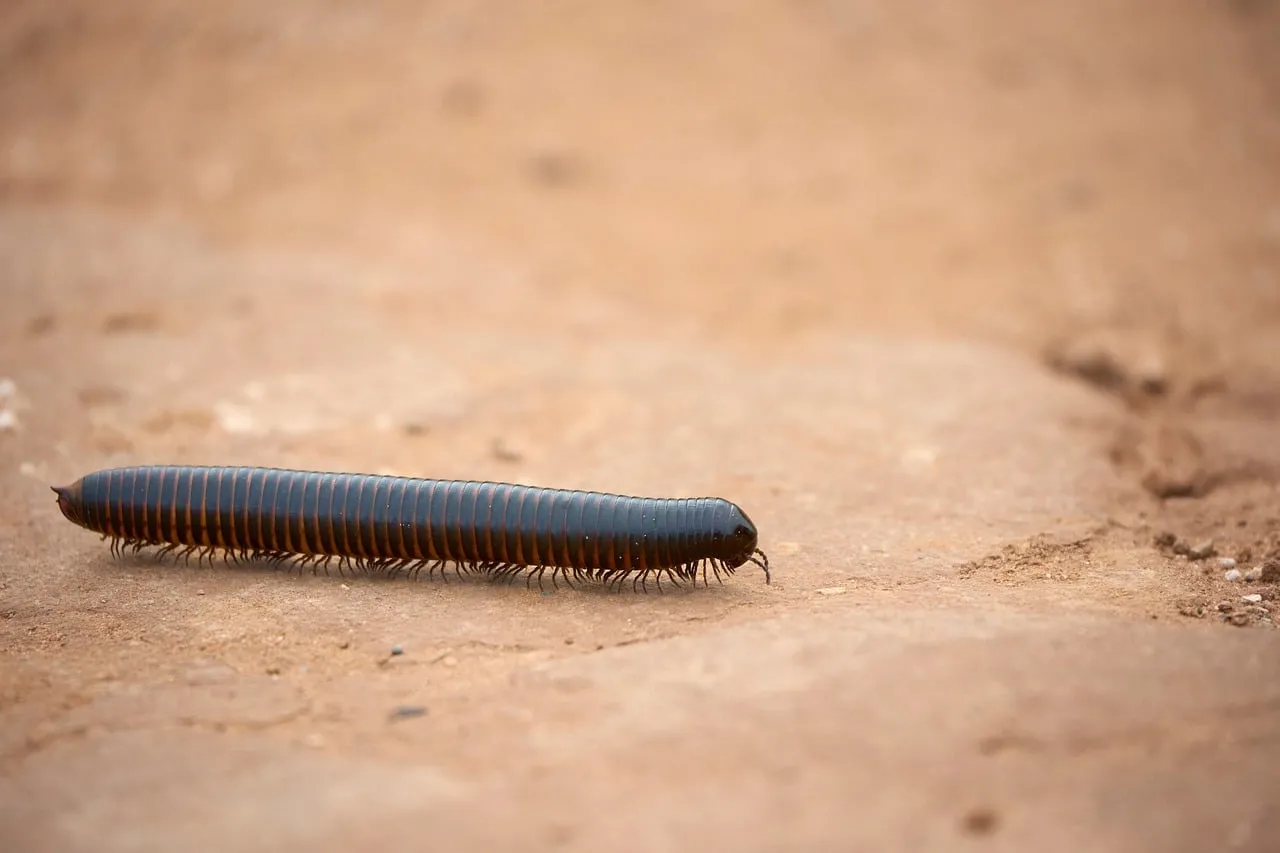 Intricate Wilderness: Millipede's Slow Journey on Dry Paving