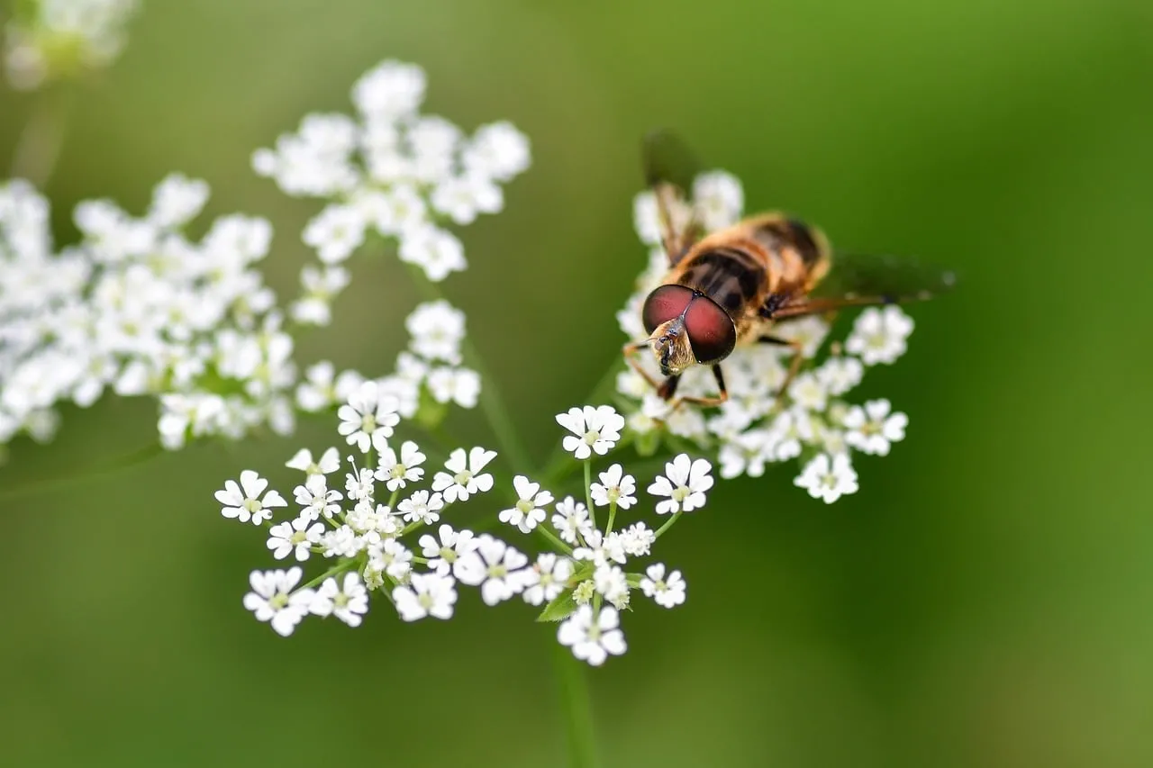 Macro Marvel: Hoverfly on Delicate White Chervil Flowers