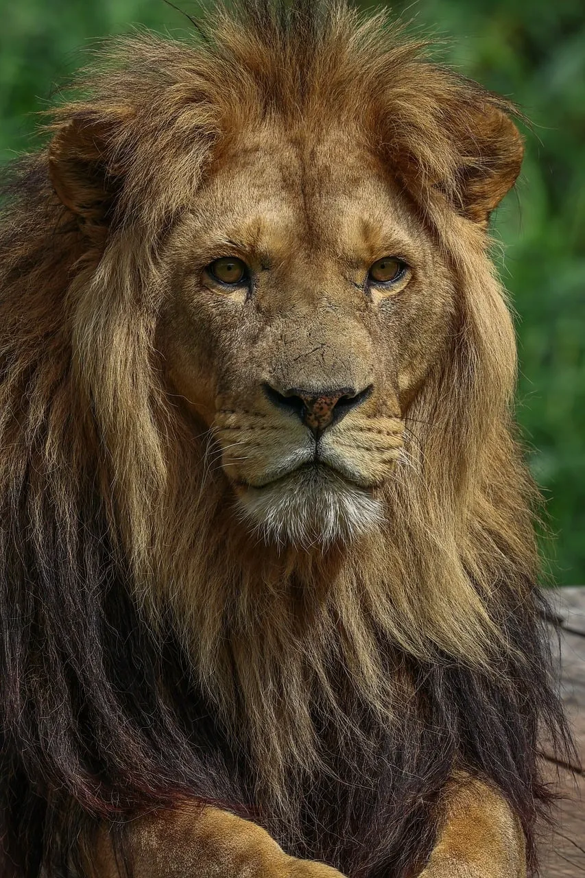 Majestic African Lion: King of the Savanna