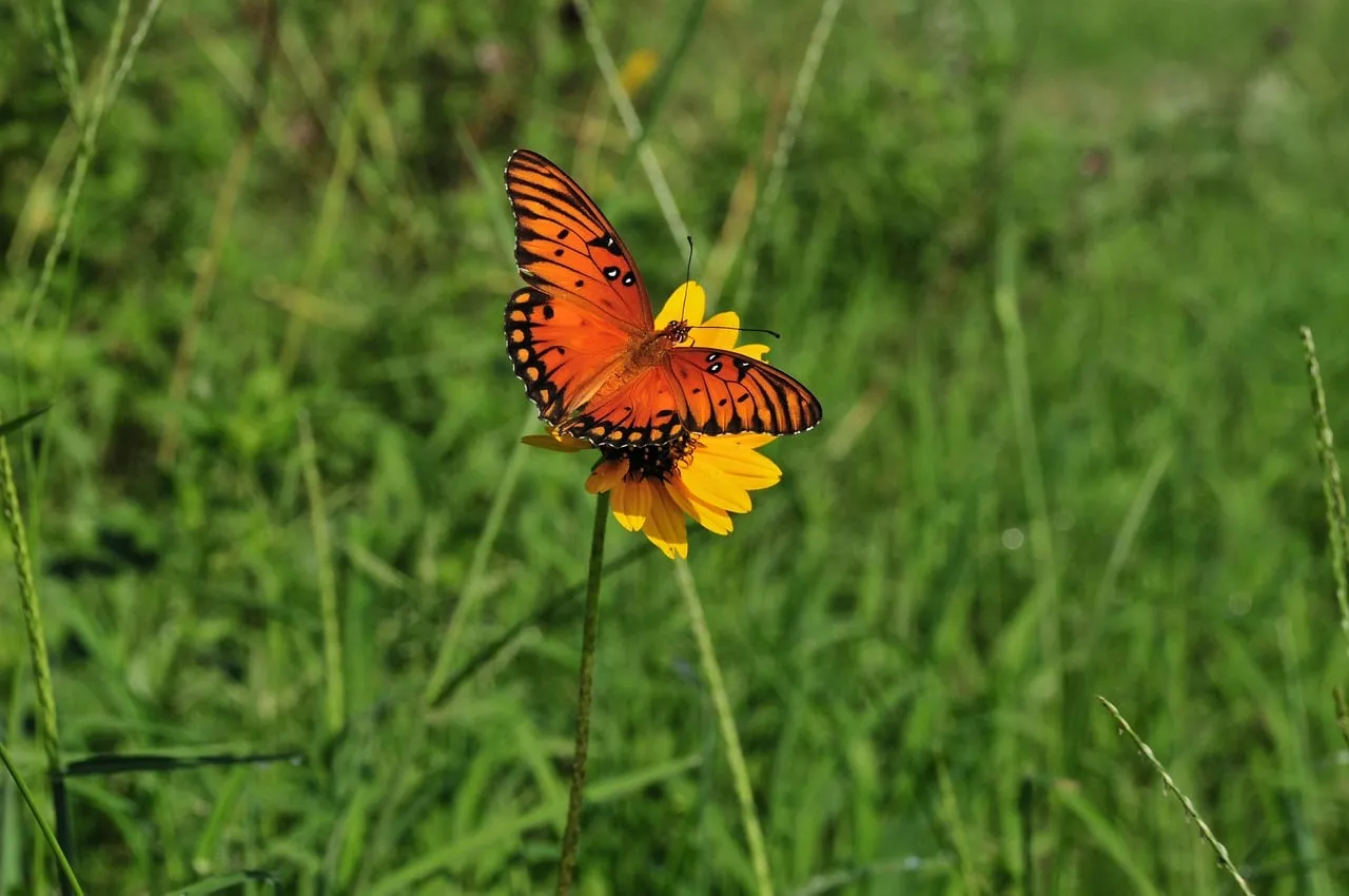 Vibrant Orange Butterfly Pollinating a Sunny Yellow Flower
