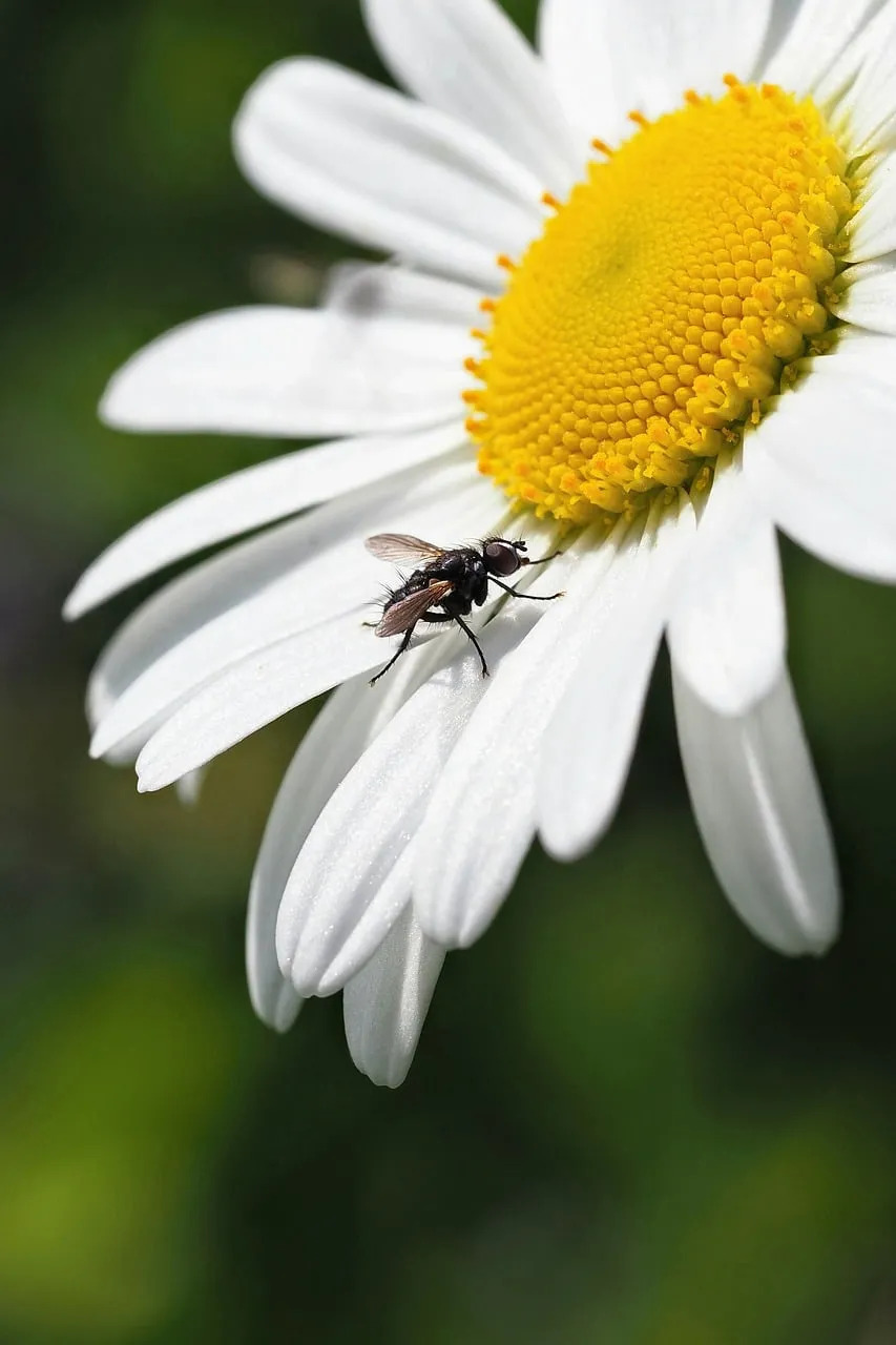 Stunning Daisy Macro: Fly Perched on Petal in Spring Garden