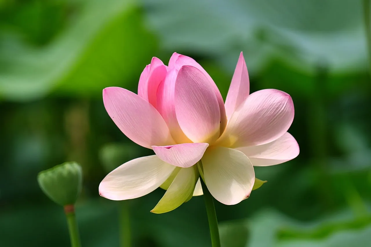 Exquisite Pink Lotus Blossom: A Symbol of Serenity