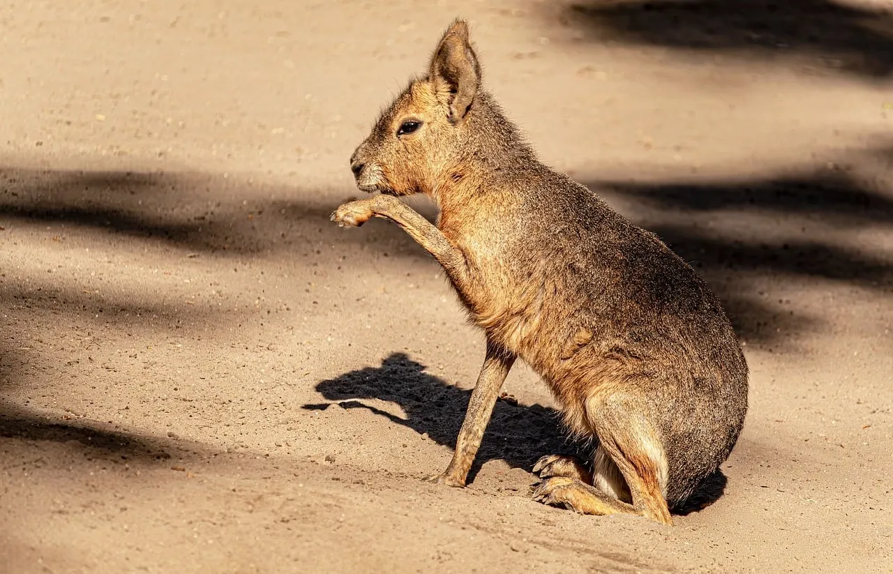 Sunlit Patagonian Mara: Exotic Wildlife in Natural Harmony