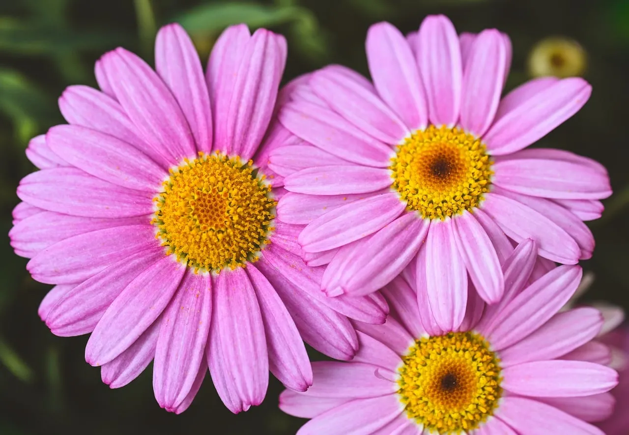 Vibrant Pink Daisies: Close-up Spring Bloom