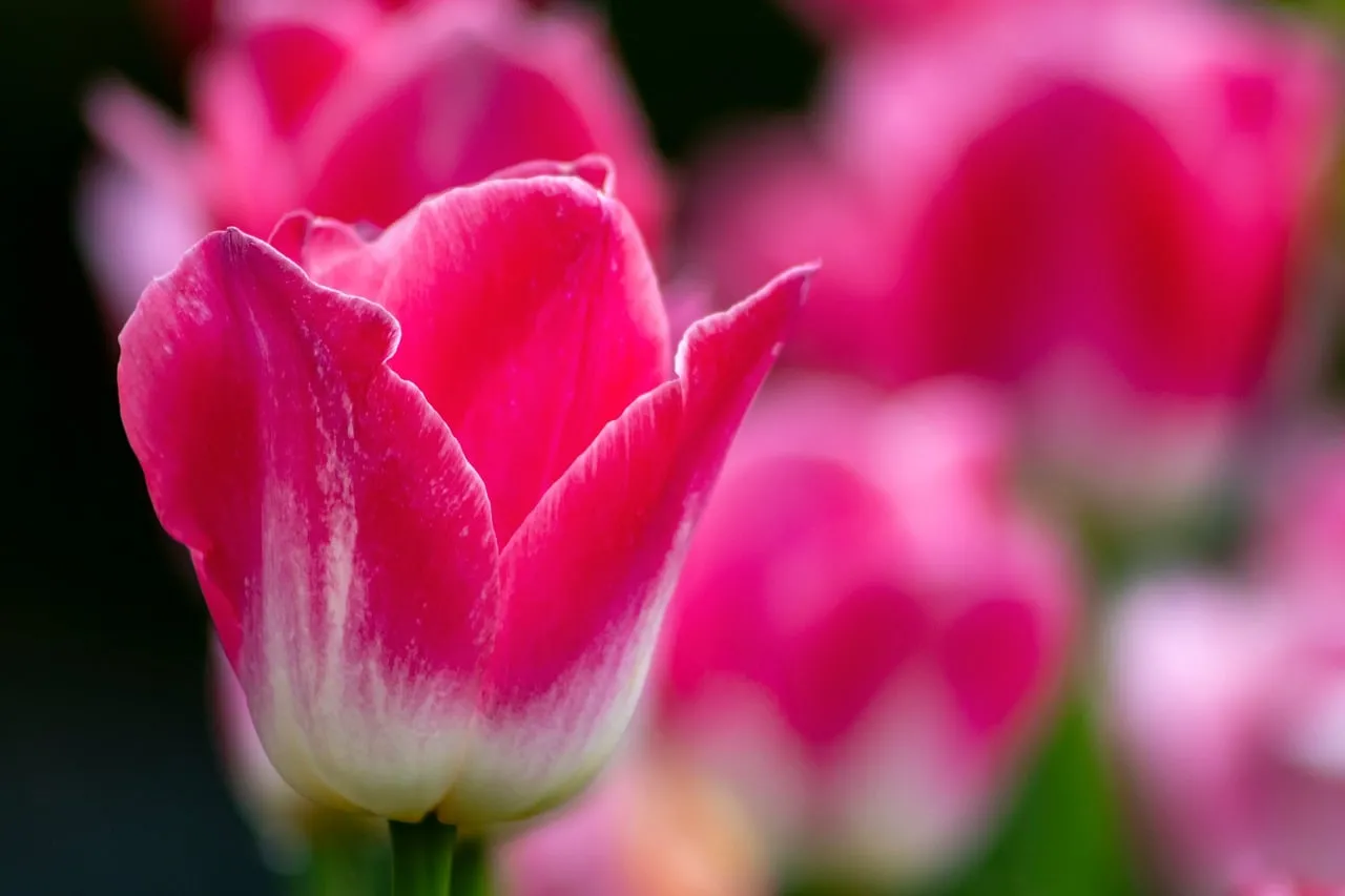Vibrant Pink Tulips: Spring's Exquisite Floral Display