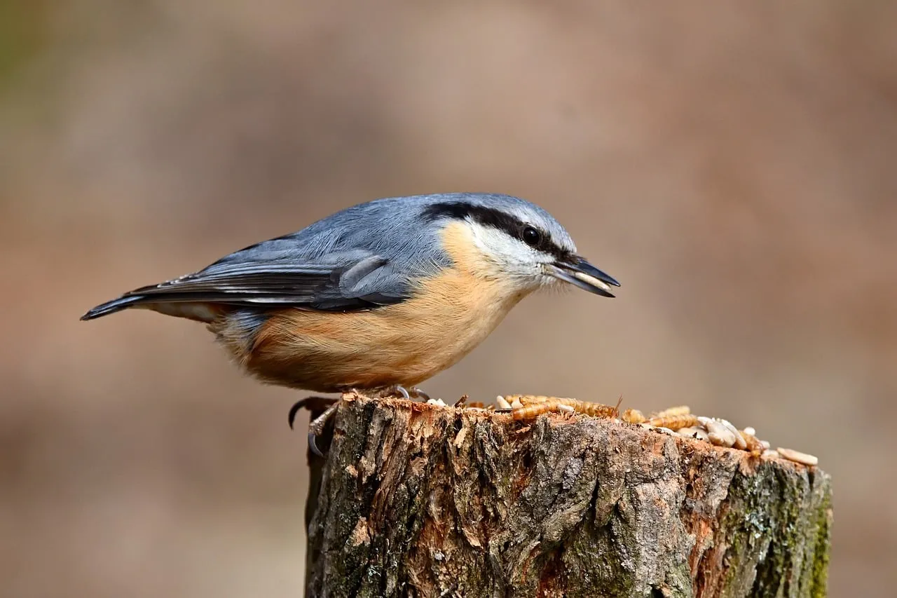 Charming Nuthatch Perched: A Forest Jewel in Daylight