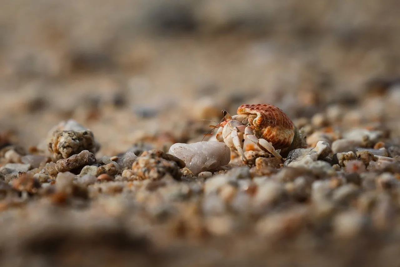 Intricate Macro: Hermit Crab's Sandy Journey