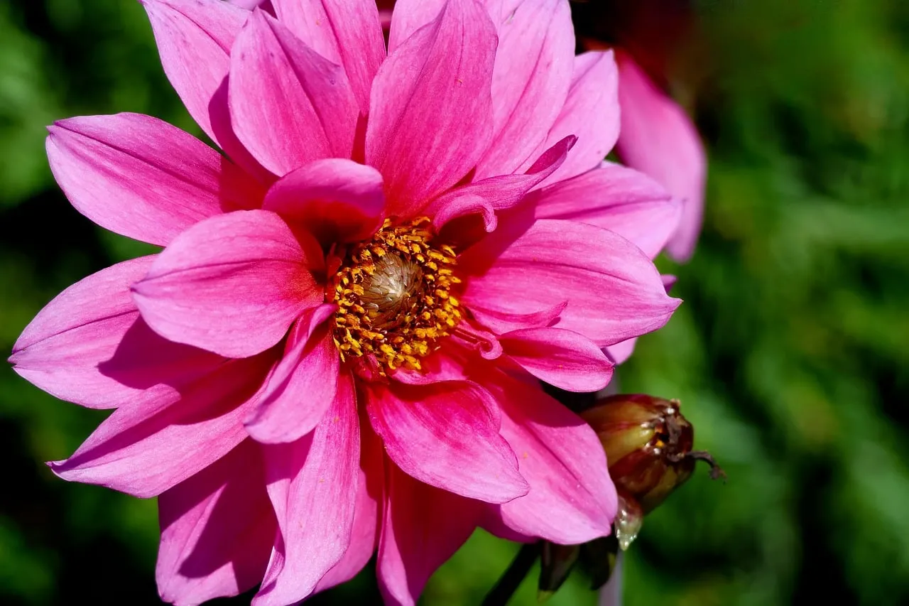 Vibrant Pink Dahlia Bloom in Sunny Garden