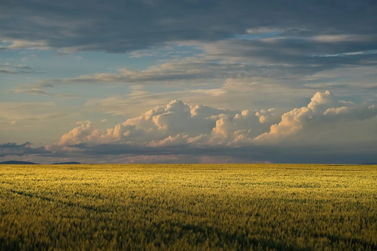 Dramatic Sunset Glow Over Golden Wheat Fields