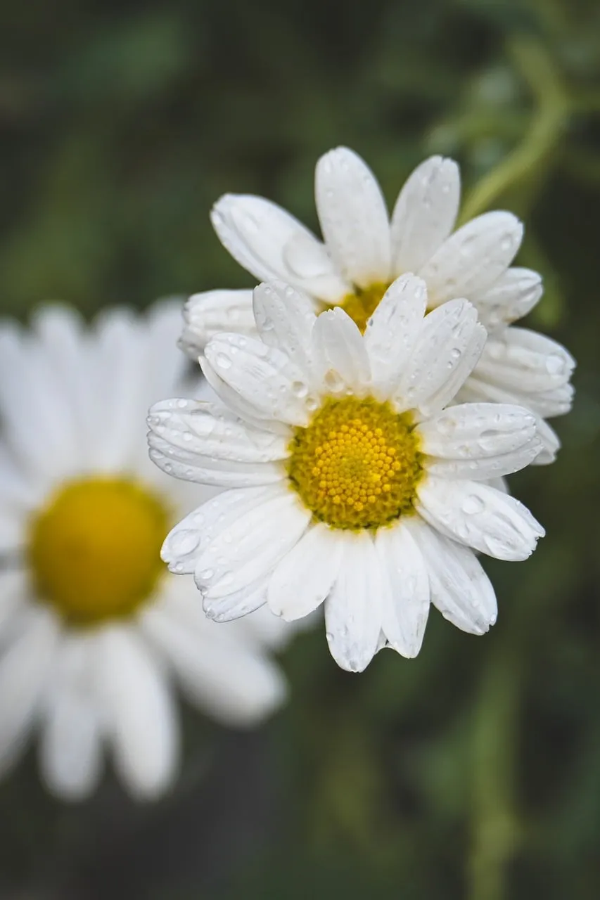 Stunning Daisy Close-up: Dew-Kissed Purity in Nature
