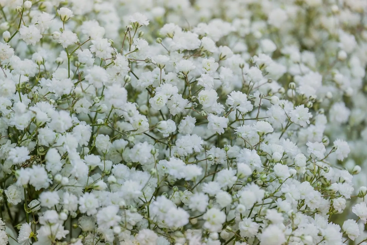Delicate White Baby's Breath: A Breath of Fresh Floral Elegance