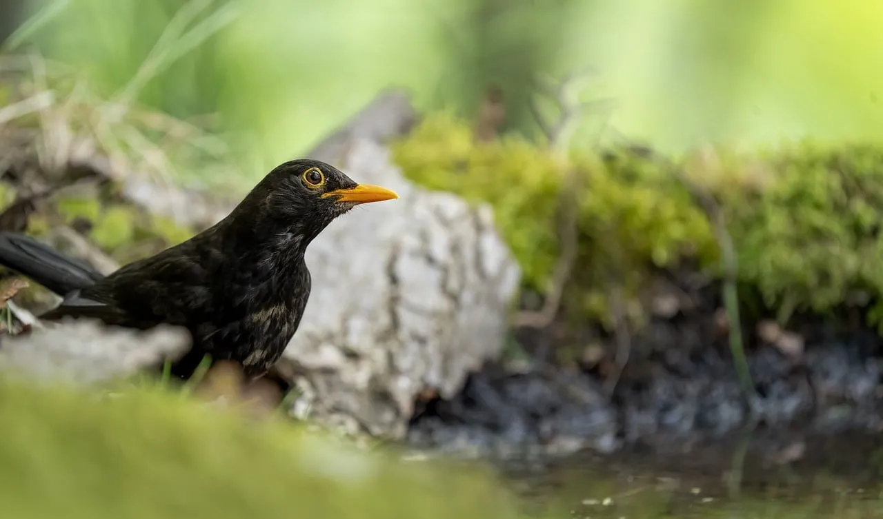 Stunning Blackbird Portrait: Nature's Springtime Majesty