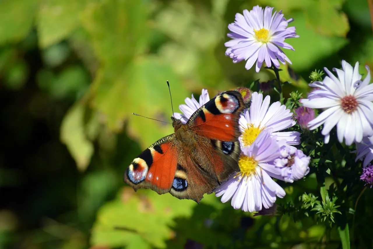 Vibrant Peacock Butterfly Foraging on Asters