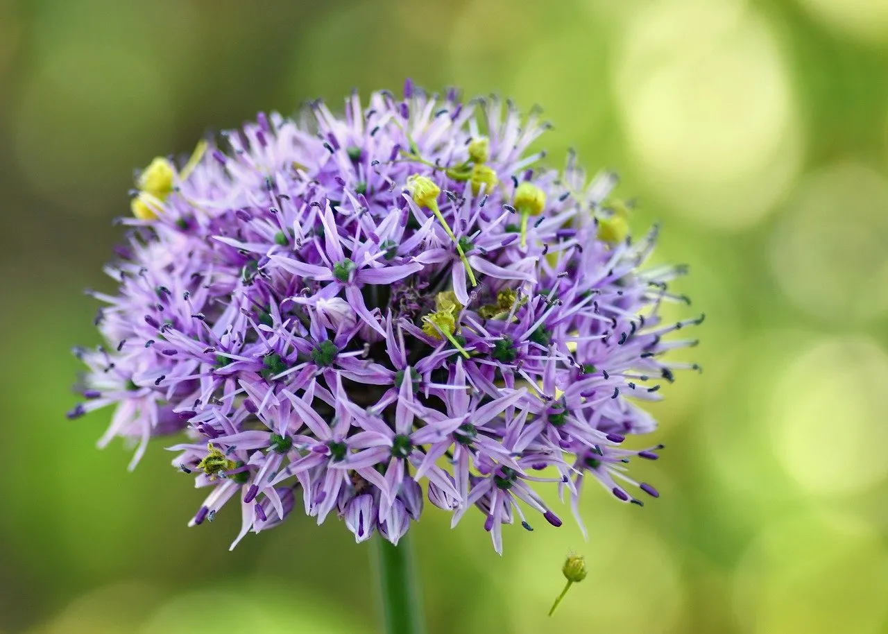 Vibrant Purple Allium Blooms with Soft Bokeh Background