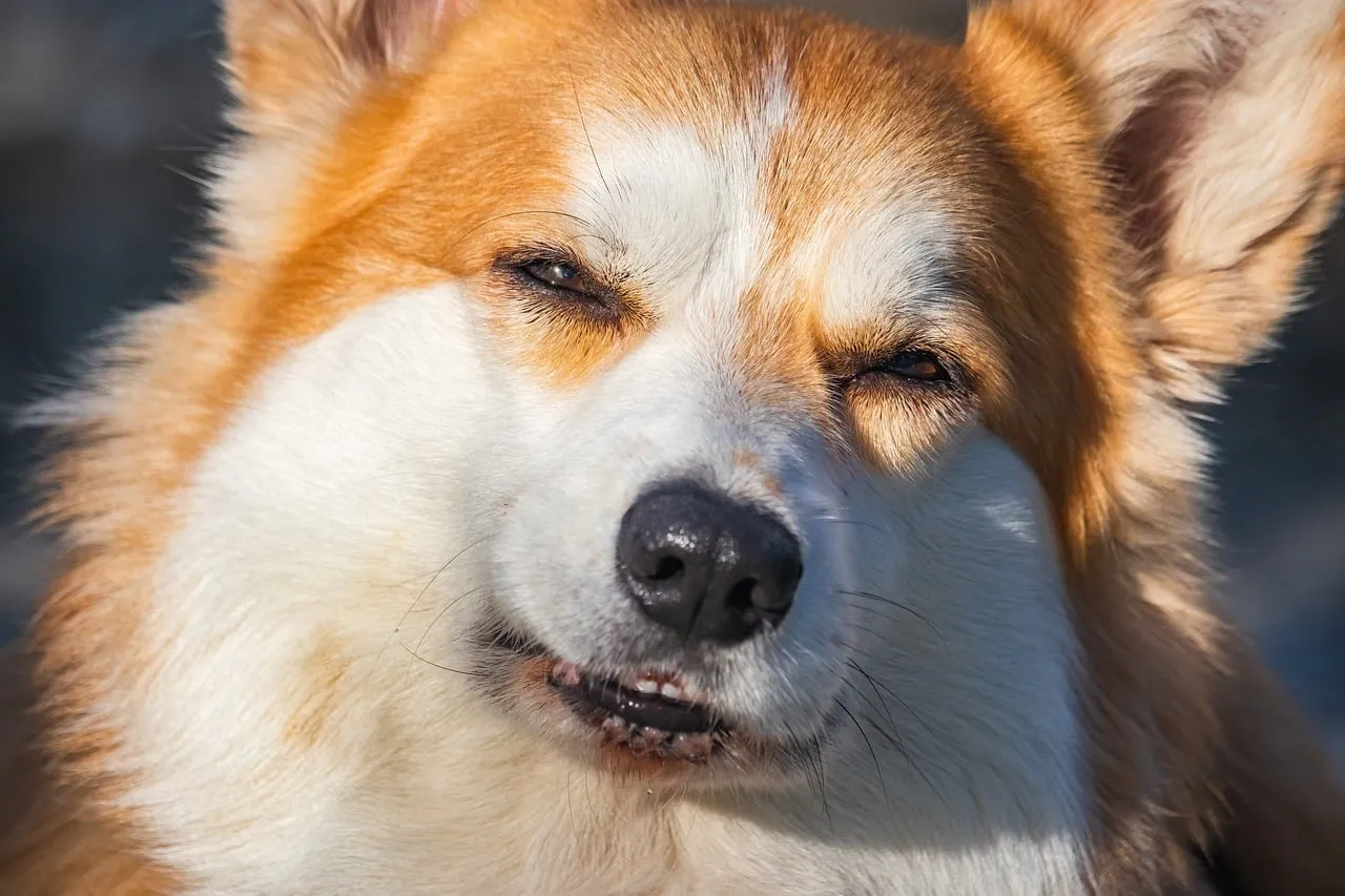 Charming Corgi's Squinty Grin: Unforgettable Pet Portrait