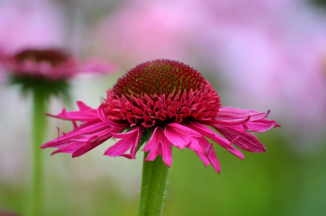 Vibrant Magenta Coneflower: A Stunning Floral Close-Up