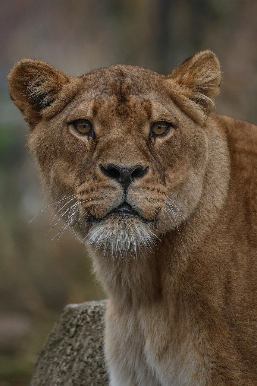 Majestic Lioness: Piercing Gaze of the Wild Predator