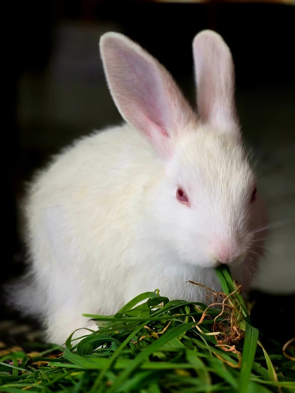 Adorably Cute White Bunny Munching on Fresh Green Grass