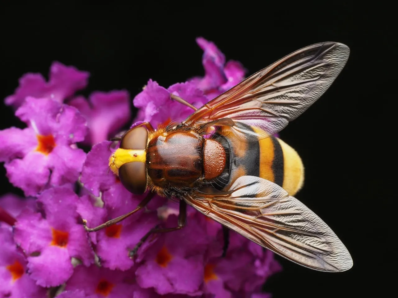 Vivid Macro: Hoverfly Pollinating Pink Blooms in Summer