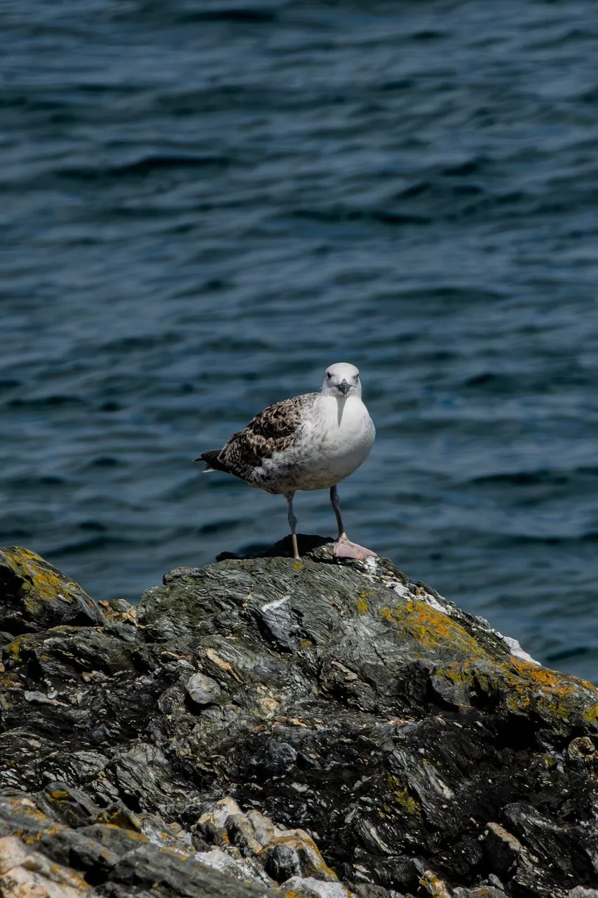 Majestic Seagull Surveys Ocean from Rocky Coast