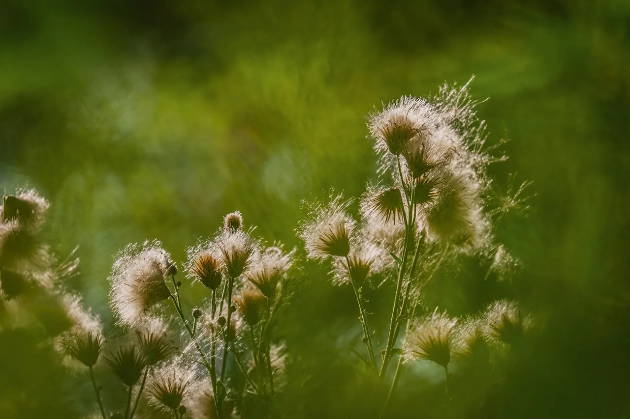 Sun-Kissed Dandelion Seeds: Ethereal Nature's Whisper